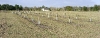 Photo History of the vineyard